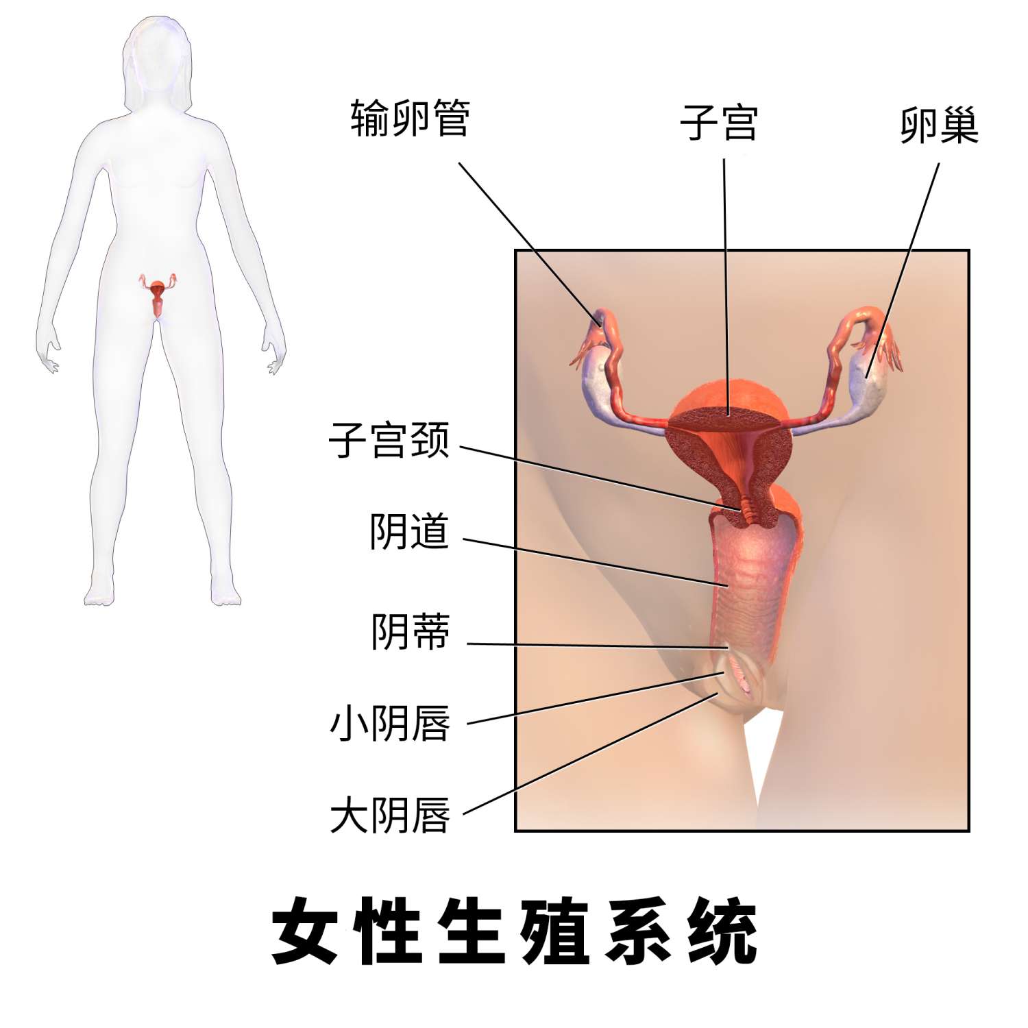 图 2,女性生殖系统