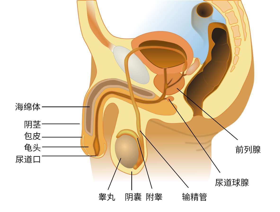 图 11,男性生殖系统