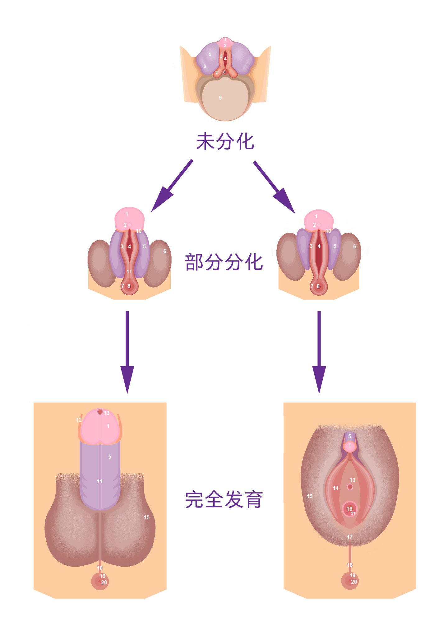 图 15, 人类的外生殖器在胚胎时期,一开始看起来没有区别。经过分化后才可以区分。