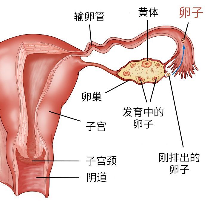 图 7,单侧的卵巢示意图
