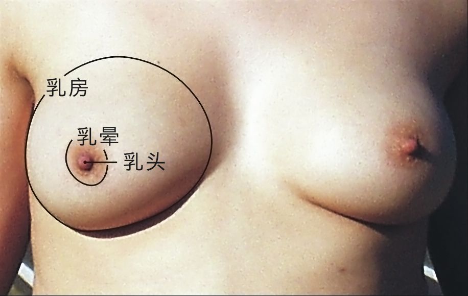 图 5,乳头是乳房上的突起,乳头周围有较深颜色的乳晕。