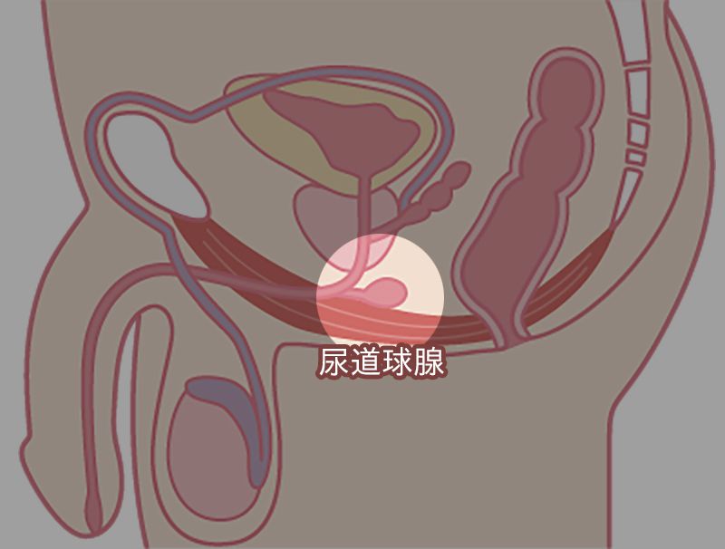 尿道球腺位于前列腺附近,可以向尿道分泌液体。