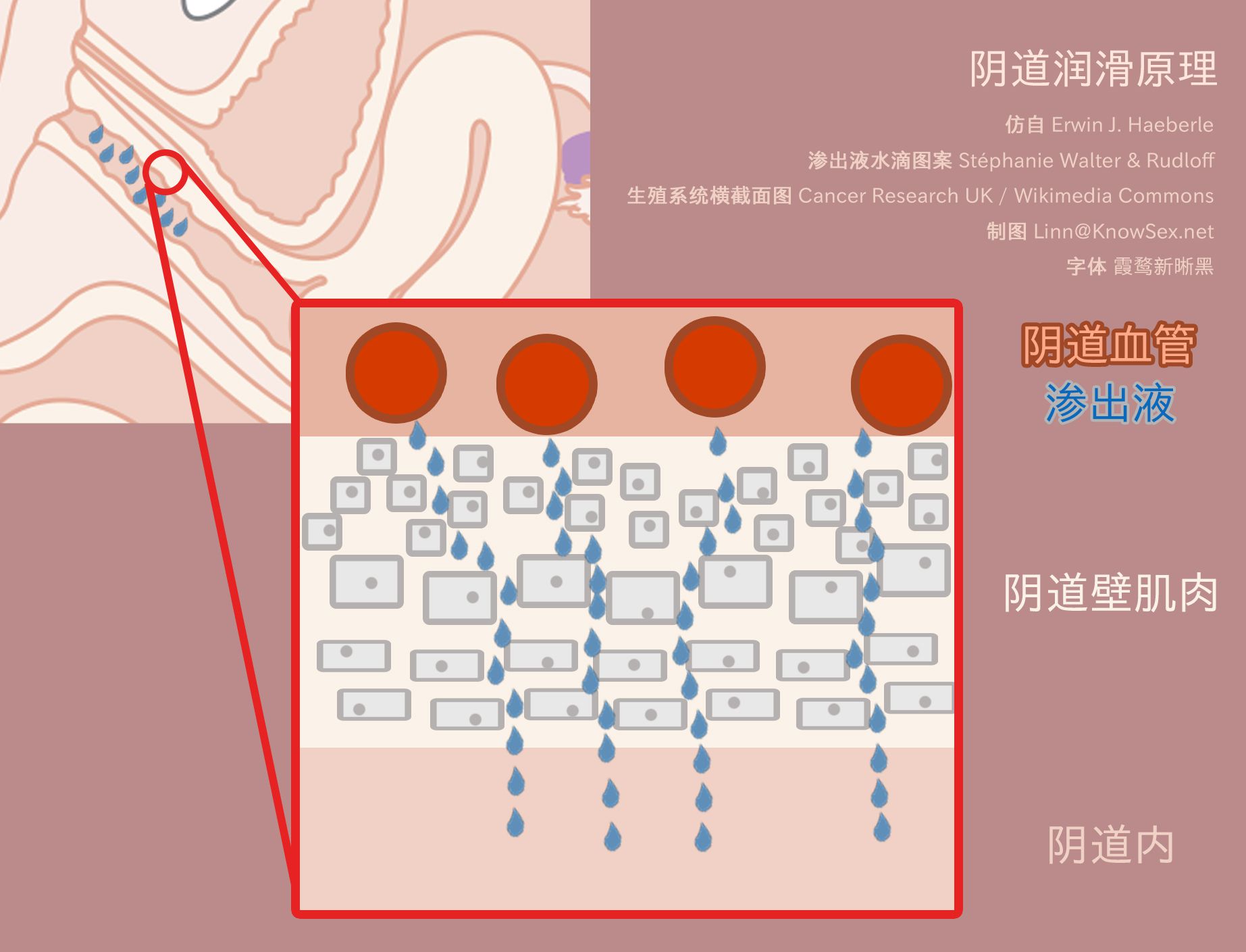 阴道润滑原理,从阴道壁表面的毛细血管渗出液体,最终流入阴道内部。